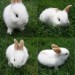 Rabbit_by_TomieChen